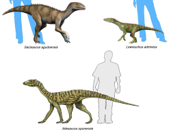 Tři zástupci čeledi Silesauridae, vývojově pokročilých dinosauromorfů velmi blízce příbuzných „pravým“ dinosaurům. Nové výzkumy naznačují, že se dokonce mohlo jednat o přímé vývojové předky všech ptakopánvých dinosaurů (Ornithischia). Kredit: Nobu Tamura; Wikipedia (CC BY 2.0)