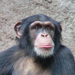 Šimpanz učenlivý. Kredit: Thomas Lersch, Wikimedia Commons.