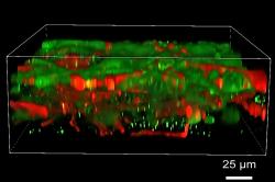 3D tištěná mozková tkáň, která roste. Kredit: Yan et al. (2024), Cell Stem Cell/UW-Madison.