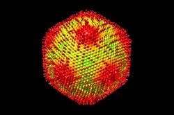 Luxusně ostnitá částice medúzaviru. Kredit: G. Yoshikawa et al. (2019), J. Virol.