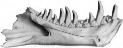 Obří kosti spodní čelisti tyranosaura, objevené v roce 1900 na území Wyomingu (souvrství Lance), byly spolu s dalším odkrytým materiálem o pět let později popsány pod dnes již neplatným jménem Dynamosaurus imperiosus. Kredit: Wikipedie (volné dílo).