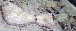 Fosilie kosti pažní, vřetenní a loketní druhu Janenschia robusta v expozici Museum für Naturkunde v Berlíně. Fosilie tohoto středně velkého sauropoda byly objeveny počátkem minulého století ve východoafrickém Tendaguru v sedimentech pozdně jurského stáří. Přibližně 20 tun vážící jedinec zde před asi 150 miliony let uhynul zhruba ve věku 55 let. Kredit: FunkMonk; Wikipedie (CC BY-SA 3.0)
