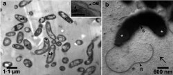 Thalassolituus oleivorans, specialista na uhlovodíky. Kredit: Yakimov et al. (2004).