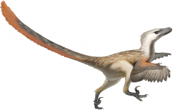 Bleskově rychlým původcem dvojice fosilních stop z Polska mohl být dromeosauridní teropod, příbuzný vzdáleně druhu Velociraptor mongoliensis. Pokud ale skutečně běžel rychlostí kolem 50 km/h, pak by nejspíš svého mongolského bratrance bez problémů předběhl. Ten totiž při své velikosti krocana dosahoval maximální rychlosti sotva 40 km/h. Kredit: Fred Wierum; Wikipedie (CC BY-SA 4.0)