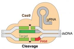 Systém CRISPR/Cas-9. Kredit: marius walter / Wikimedia Commons.