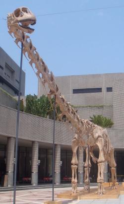 Rekonstruovaný skelet obřího titanosaura druhu Daxiatitan binglingi. Tento spodnokřídový čínský sauropod z provincie Kan-su měřil na délku až 30 metrů a vážil pravděpodobně kolem 35 tun. Kredit: Tiouraren; Wikipedie (CC BY-SA 3.0)