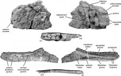 Fosilní fragmenty čelistí druhu Kelmayisaurus petrolicus. Jejich původce byl pravděpodobně vývojově primitivním karcharodontosauridem, který obýval území současné severozápadní Číny v období spodní křídy, asi před 140 až 100 miliony let. Při délce kolem 10 metrů představoval velkého dravého dinosaura, rozhodně ale nebyl největším ze všech. Fosilní materiál druhu K. „gigantus“, jehož páteř byla údajně dlouhá neuvěřitelných 22 metrů, patřil ve skutečnosti jakémusi dosud formálně nepopsanému sauropodnímu dinosaurovi. Kredit: Stephen L. Brusatte, Roger B. J. Benson, and Xing Xu; Wikipedie (CC BY-SA 2.0)