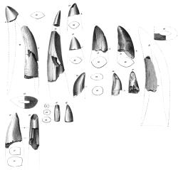 Nákres fosilních zubů, na jejichž základě Joseph M. Leidy v roce 1856 stanovil taxon Deinodon horridus. Už na první pohled se jedná o zuby dravého tvora velkých rozměrů. Kredit: Joseph Leidy; Wikipedia (volné dílo)