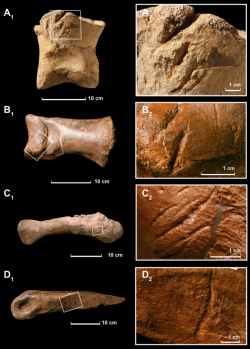 Obří prstní článek patřící pravděpodobně velkému exempláři druhu T. rex (UCMP 137538; zcela nahoře). Podle některých údajů je asi o 17 % větší než stejný prstní článek slavného exempláře „Sue“. Zajímavé je, že vykazuje rýhy po zubech pravděpodobně jiného jedince tyranosaura. Jde o jeden z možných důkazů skutečnosti, že tyranosauři byli příležitostní kanibalové. Kredit: Longrich, et al. (2010), Wikipedie (CC BY 2.5)