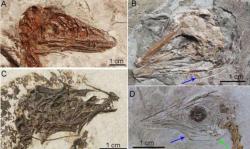 Výzkum jazylkového aparátu u skvěle zachovaných fosilií druhohorních praptáků a teropodních dinosaurů z Číny prokázal, že prakticky všichni teropodní dinosauři měli jazyk nejspíš pevně fixovaný ke spodnímu patru. To přitom platilo i pro velké a vývojově vyspělé teropody, jako byl slavný Tyrannosaurus rex. Kredit: Li et al. 2018