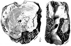 Ilustrace typového exempláře (AMNH 3982) druhu Manospondylus gigas, ve skutečnosti fragment krčního obratle druhu Tyrannosaurus rex. Původně dvojici obratlů z Jižní Dakoty popsal v roce 1892 paleontolog Edward Drinker Cope. Druh T. rex byl přitom formálně popsán na základě kompletnějšího fosilního materiálu z východní Montany až o 13 let později. Kredit: R. Weber; Wikipedie (volné dílo)