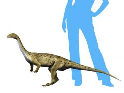 Rekonstrukce přibližného vzezření primitivního sauropodomorfa druhu Saturnalia tupiniquim. Tento malý masožravý či všežravý dinosaurus dosahoval délky kolem 1,5 metru a hmotnosti zhruba 10 kilogramů, nebyl tedy větší než malý pes. Žil na území současné jihoamerické Brazílie a afrického Zimbabwe v období raného svrchního triasu, asi před 233 miliony let. Kredit: Nobu Tamura; Wikipedie (CC BY-SA 4.0)