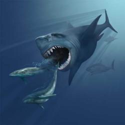 Megalodon na lovu kytovců. Kredit: Karen Carr / Wikimedia Commons.