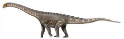 Rekonstrukce vzezření pozdně křídovégho titanosaurního sauropoda druhu Ampelosaurus attacis. Podobně vypadal podle některých svědectví také záhadný středoafrický kryptid Mokele-mbembe. Na rozdíl od tohoto fiktivního tvora však ampelosauři skutečně žili, a to v době před 70 až 66 miliony let na území současné Francie. Kredit: ДиБгд; ruská verze Wikipedie (volné dílo)