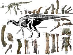 Skeletální diagram kamuysaura a zobrazené části jeho kostry, které se dochovaly až do současnosti. Tento středně velký robustní hadrosaurid dosahoval délky kolem 8 metrů a vážil asi 5 tun. Žil v době před 72 miliony let na území východní Asie a pravděpodobně obýval zejména pobřežní oblasti. Kredit: Genya Masukawa; Yoshitsugu Kobayashi et al. (2019); Wikipedie (CC BY 4.0)