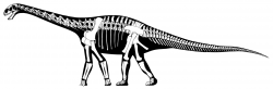 Moderní rekonstrukce kostry a siluety těla středně velkého sauropodního dinosaura druhu Cetiosaurus oxoniensis. Byl formálně popsán roku 1841 a stal se tak jedním z prvních historicky známých sauropodních dinosaurů. Richard Owen, který jej pojmenoval, však fosilie cetiosaura nejdříve považoval za pozůstatky jakéhosi obřího mořského plaza. Kredit: Jaime A. Headden; Wikipedie (CC BY-SA 3.0)