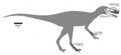 Přibližný tvar těla a dochované části kostry druhu Kileskus aristotocus. Tento vývojově primitivní tyranosauroidní teropod žil v době před asi 167 miliony let, tedy přesně o sto milionů let dříve, než slavný seveoamerický druh Tyrannosaurus rex. Kredit: Conty, Wikipedie (CC BY 3.0)