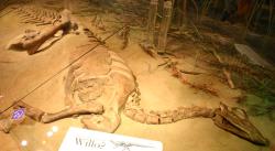 Thescelosaurus neglectus, exemplář známý jako „Willo“. Právě mozkovna tohoto slavného jedince vědcům ukázala, že se patrně jednalo o dinosaura schopného vyhrabávat nory. Kredit: Ryan Somma; Wikipedia (CC BY-SA 2.0)