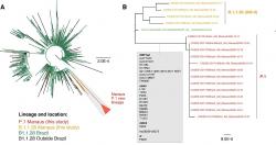 Červeně linie „brazilské“ varianty P.1, která dobyla Manaus. Kredit: Faria et al. Virological.org 2021.