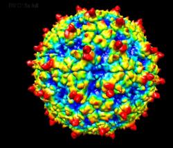 Struktura rhinoviru C15a. Kredit: UW-Madison & Purdue University.