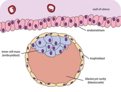 Schéma blastocysty: z vnitřní vrstvy, embryoblastu, se vyvine nový človíček. Z vnější vrstvy, nazývané trofoblast, se vytvoří struktury potřebné k podpoře nového organismu. Kredit: Zachary Wilson / CK-12 Foundation, Wikimedia Commons, CC BY-SA 3.0