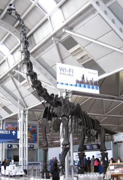 Snímek repliky kostry brachiosaura, původně součásti expozice v Chicago Field Museum, zde umístěné v prostorách O´Hareova mezinárodního letiště v Chicagu. Kredit: J. St. John, Wikipedie (CC BY 2.0)