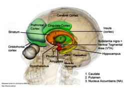 Boční pohled na lidský mozek s vyznačením klíčových kognitivních a emočních struktur zapojených do rozhodování a vnímání odměny. V textu zmíněné párové jádro nucleus accumbens je označen číslovkou 3. Kredit: Database Center for Life Science