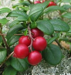 Brusnice brusinka (Vaccinium vitis-idaea) roste jako malý keřík na kyselých, na minerály chudých vřesovištních nebo rašeliništních půdách. Rostlina, jejíž detail je na obrázku, byla nafocena ve Švédsku. Kredit: Jonas Bergsten, Wikimedia, volné dílo, výřez.