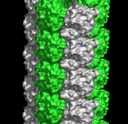 Podélný pohled na vlákno ukryté v akrozomu. Sousední monomery jsou počítačově obarveny. Tak jsme proteinovou strukturu vlákna znali již dříve. Kredit: Heping Zheng, University of Virginia School of Medicine.