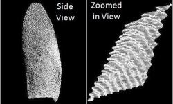Boční pohled na otisk prstu a 3D detail Kredit: Wamelculi, Wikimedia Commons, volné dílo