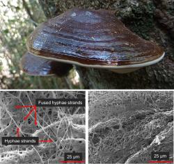 Ganoderma australe (syn. Ganoderma tornatum) je běžná tropická dřevokazná houba. I vzhledem připomíná svou příbuznou, u nás rostoucí leskokorku lesklou (Ganoderma lucidum). Její mycelium v testech nejlépe fungovalo jako zpomalovač hoření. Dole vlevo je SEM snímek morfologie hyf zdravého mycelia a vpravo uhlíkového zbytku po spálení, který si uchovává propletenou strukturu, a tak chrání spodnější vrstvy před přímými plameny. Kredit: Plodnice: A. Popovkin, Bahia, Brazil, Wikimedia Commons, CC BY 2.0. Dolní obr.: Chulikavit, N. et al., Sci Rep 12, 15105 (2022)