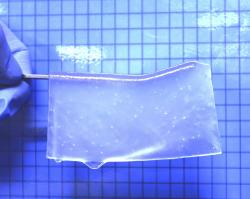 Hydrogel použitý ve zmiňované studii. Kredit: Satoshi Tanikawa, et al. Scientific Reports. 14. února 2023)