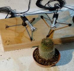 I suchomilný kaktus se může cítit natolik dehydratován, že citlivé mikrofony nahrávacího zařízení zaznamenají zvuk pravděpodobně prozrazující probíhající kavitaci v jeho rostlinném pletivu. Kredit: Itzhak Khait, Tel-Aviv University