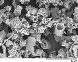Křemelina zblízka – snímek z rastrovacího elektronového mikroskopu Kredit: Dawid Siodłak, Wikimedia CC BY-SA 4.0