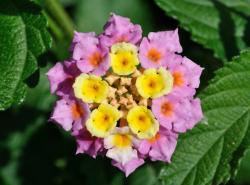 Libora měňavá (Lantana camara). Kredit: Quartl, Wikipedia, CC BY-SA 3.0 Libora měňavá (Lantana camara). Kredit: Quartl, Wikipedia, CC BY-SA 3.0