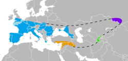 Kosterními pozůstatky potvrzený výskyt neandrtálců v Evropě (modrá), jihozápadní Asii (oranžová), Uzbekistánu (zelená) a v pohoří Altaj (fialová). Kredit: Nilenbert, Nicolas Perrault III, Wikipedia CC BY-SA 3.0