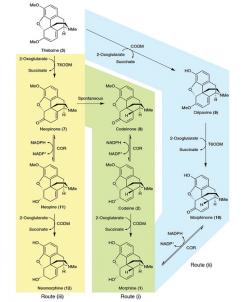 Modifikované kvasinky zvládají produkovat řadu opioidů. Kredit: NPG