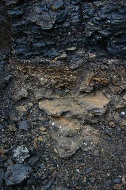 Jílová vrstvička na hranici křídy a paleogénu v sedimentech geologického souvrství Scollard (Red Deer River Valley, kanadská provincie Alberta). Tato tenká vrstva s výrazným obohacením kovovým prvkem iridiem se utvořila před 66 miliony let jako přímý důsledek srážky Země s planetkou v oblasti dnešního Mexického zálivu. Jaké události a v jakém sledu potom následovaly, o tom se vědci stále dohadují. Kredit: Nick Longrich; Wikipedia (CC BY-SA 4.0)