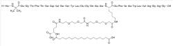 Strukturní vzorec semaglutidu, jednoho z agonistů receptoru GLP-1, což značí, že se váže na stejné receptory jako tělem produkovaný hormon GLP-1 a vyvolává stejnou odezvu.  Třípísmenkové zkratky ve vzorci jsou kódy označující příslušné aminokyseliny vázané do řetězce. Kredit: Gimli21, Wikimedia Commons  CC BY-SA 4.0