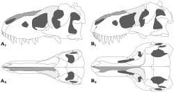 Významné rozdíly v anatomické stavbě lebečních kostí tarbosaura (A) a tyranosaura (B) nejspíš plně opravňují k tomu, abychom oba obří tyranosauridy považovali za zcela samostatné a odlišné rody. Kredit: Jørn H. Hurum and Karol Sabath; Wikipedia (CC BY 2.0)