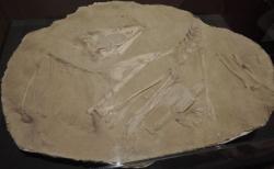 Nádherná fosilie tarbosauřího mláděte, objeveného japonskými paleontology v mongolské Gobi roku 2006. Tento asi 3 až 5 let starý exemplář dosahoval v době smrti délky pouze kolem dvou metrů. Kredit: Yuya Tamai, Wikipedie (CC BY 2.0)