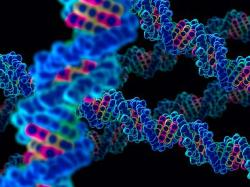 V genomu nám stále něco uniká. Někdy se tomu říká „chybějící dědičnost“. Kredit: National Institutes of Health.