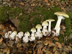 Muchomůrka zelená (Amanita phalloides). (Justin Pierce, Wikipedia, CC BY-SA 3.0) Muchomůrka zelená (Amanita phalloides). (Justin Pierce, Wikipedia, CC BY-SA 3.0)