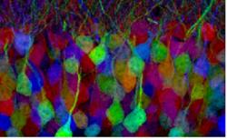 Mozková tkáň barvená metodou brainbow, která umožňuje náhodnou expresí různého množství červené, zelené a modré barvičky rozlišit jednotlivé neurony. Astrocyty tam také jsou, ale na takto připravovaném preparátu je vidět není.