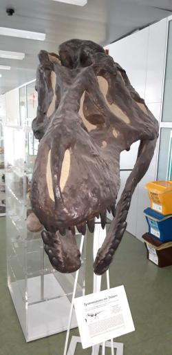 Replika lebky slavného exempláře tyranosaura AMNH 5027, zde v expozici Přírodovědecké fakulty Univerzity Palackého v Olomouci. Ačkoliv pro tuto hypotézu zatím chybí jakékoliv přímé důkazy, tyranosauři možná vyluzovali zvuky i bez nutnosti otevřít svoji tlamu. Navíc mohlo jít o způsob nesmírně účinné komunikace na značně velké vzdálenosti. Vibrace, šířící se půdou, možná umožňovaly dorozumívání tyranosaurů vzdálených navzájem mnoho kilometrů. Kredit: Vlastní snímek autora, 9. 4. 2019