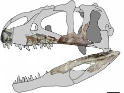 Skeletární diagram nového karcharodontosaurida druhu Siamraptor suwati – znázorněny jsou dochované fosilní části skeletu. I na základě takto nepočetných fragmentů bylo možné stanovit, že se jedná o nový rod a druh karcharodontosauridního teropoda. Při délce až 8 metrů představoval nejspíš ve svém ekosystému dominantního predátora. Kredit: Chokchaloemwong et al., 2019; Wikipedie (CC BY 4.0)