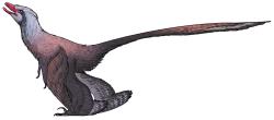 K datu publikování článku zatím nejnověji popsaný opeřený dinosaurus z Číny, teropod z kladu Paraves druhu Changzhousaurus sinensis. Tento jen asi 34 cm dlouhý dravý opeřenec žil v době před zhruba 122 miliony let a patří k více než třem stovkám dosud popsaných čínských zástupců druhohorních dinosaurů. Kredit: Connor Ashbridge; Wikimedia Commons (CC BY 4.0)