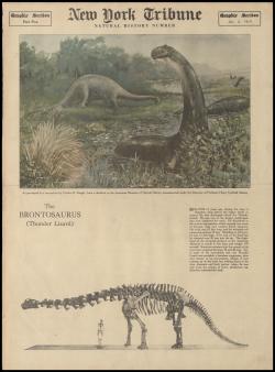 Novinový článek o brontosaurovi z roku 1919. Ačkoliv rodové jméno Brontosaurus bylo od roku 1903 do roku 2015 považováno za formálně neplatné, přesto bylo i nadále hojně používáno a neupadlo tak v zapomnění. Kredit: New York Tribune a Charles R. Knight; Wikipedia (volné dílo)
———