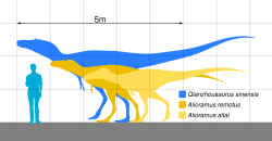 Velikostní porovnání všech tří druhů spadajících do kladu (tribu) Alioramini. V případě obou mongolských druhů rodu Alioramus i u většího čínského rodu Qianzhousaurus však není jisté, zda jejich zástupci nemohli dorůstat ještě větších rozměrů. Kredit: Slate Weasel; Wikipedia (volné dílo)