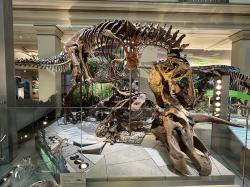 Jedním z čtveřice exemplářů druhu Tyrannosaurus rex, zahrnutých do nově publikované studie, byl i „Wankel Rex“, dnes se sbírkovým označením USNM 555000. Tento středně velký dospělý exemplář obřího teropoda měl být schopen dosáhnout rychlosti běhu až 9,5 m/s, tedy přes 34 km/h. Po svých by mu tak z lidí utekl jen málokdo. Kredit: Ken Lund; Wikipedia (CC BY-SA 2.0)